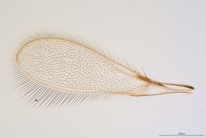 Th3155-I-0-3 brevis.jpg