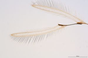 Th3155-I-0-4 brevis.jpg