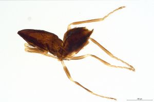 Th3155-I-0-5 brevis.jpg