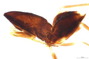 Th3155-I-0-6 brevis.jpg