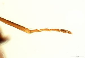 Th3155-I-0-7 brevis.jpg