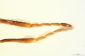 Th3155-I-0-8 brevis.jpg