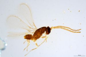 Th1266-0 brevis male.jpg