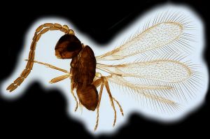 Th1000-0 collinus male.png