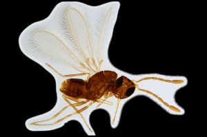 Th1421-I -0 collinus.png