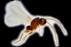 Th1421-III -0 collinus.png