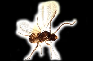 Th1513-0 collinus.png