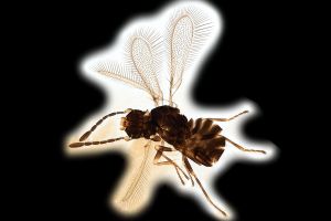 Th1514-0 collinus.png