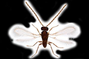 Th2144-0 collinus male.png