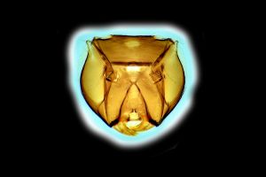 Th3238-0-0-1 collinus.png