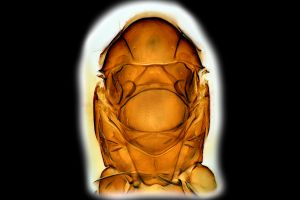 Th3266-0-9 collinus.png