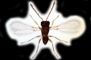 Th441-0 collinus.png