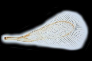 collinus Ltype 0-1.png