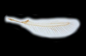 collinus Ltype 0-2.png