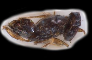 collinus Ltype 0-5.png