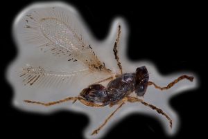 collinus Ltype 0.png