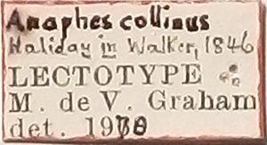 collinus Ltype L-2.png