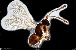 declinatus Htype 0.png