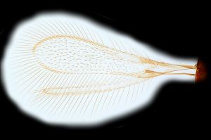 stubaiensis Htype 0.png