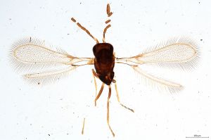 Th134-0 cf. collinus.jpg