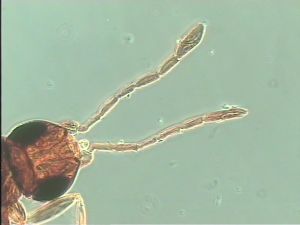 Th167 collinus cf..jpg