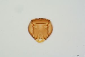 Th196-0 collinus.jpg