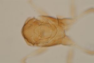 Th196-12 collinus.jpg