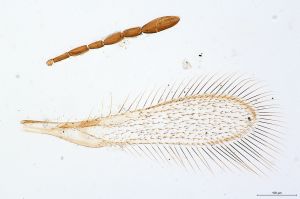 Th213-0 collinus.jpg