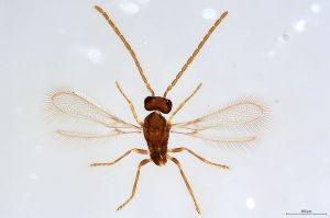 Th2143-0 collinus male.jpg