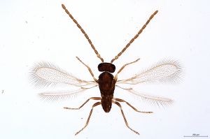 Th2144-0 collinus male.jpg