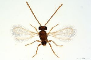 Th2150-0 collinus male.jpg