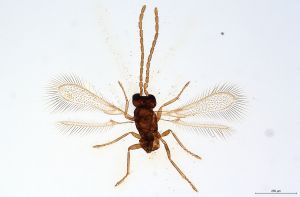 Th2151-0 collinus male.jpg