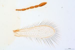 Th228-0 collinus.jpg