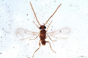 Th24-II-0 collinus male.jpg