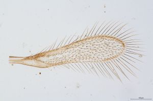 Th241-0 collinus male.jpg