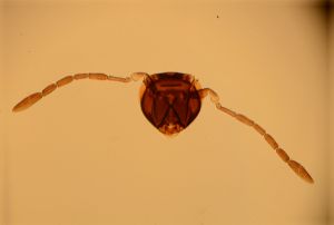 Th258-3 collinus.jpg