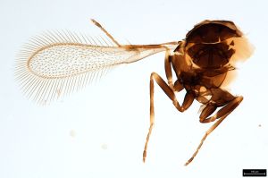 Th259-0 collinus.jpg