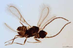 Th263-0 collinus male.jpg