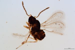 Th263-I-0 collinus.jpg