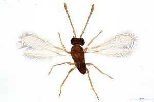 Th338-0 collinus.jpg