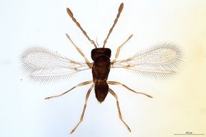 Th441-0 collinus.jpg