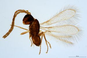 Th1000-0 collinus male.jpg