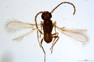 Th1007-0 collinus male.jpg