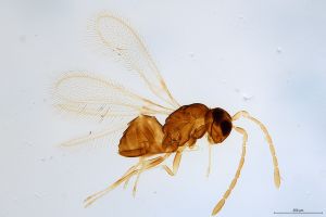 Th1037-0 collinus.jpg