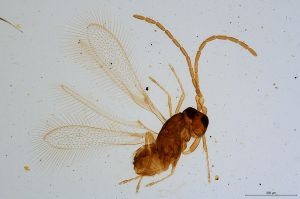 Th1038-0 collinus male.jpg