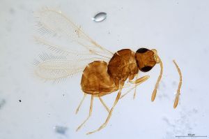 Th1039-0 collinus.jpg