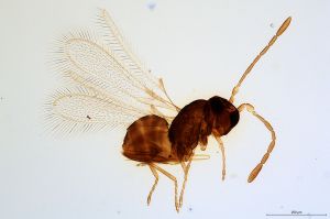 Th1100-0 collinus.jpg