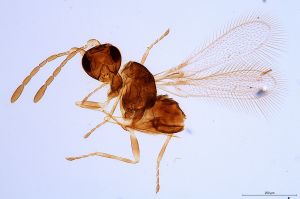 Th1101-0 collinus.jpg