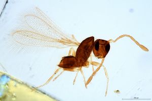 Th1108-0 collinus.jpg