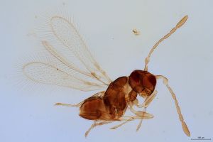 Th1112-0 collinus.jpg